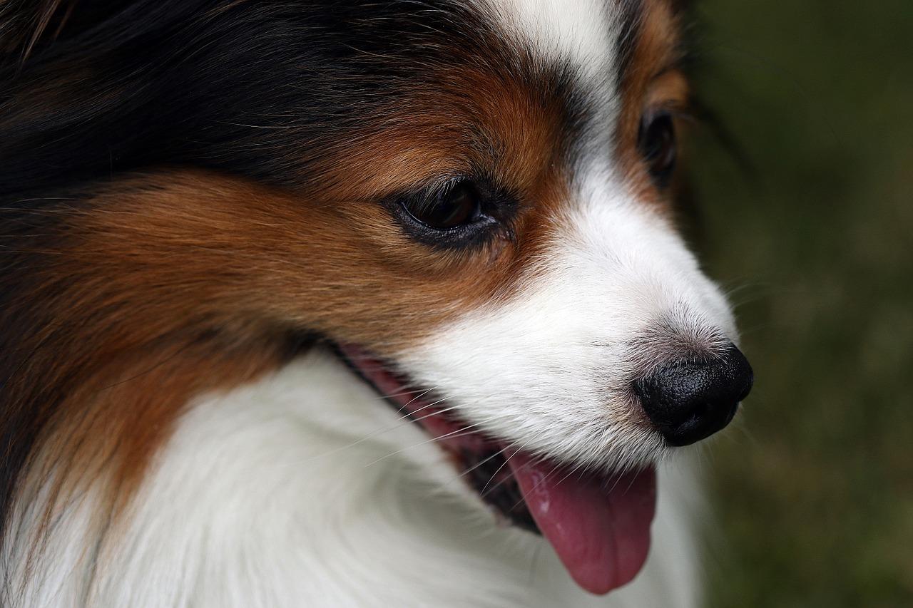 Wypadanie sierści u psa – jak można temu zaradzić?