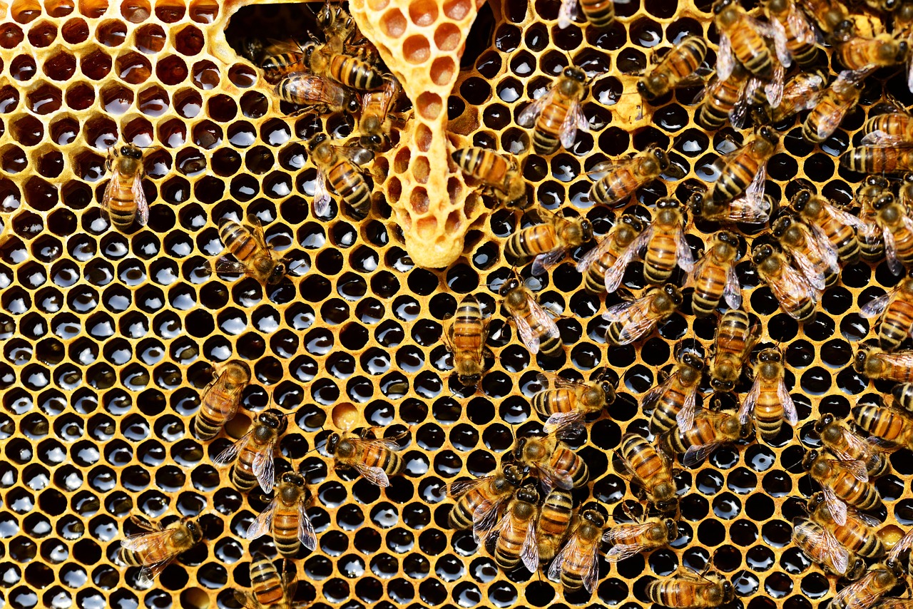 Produkty pochodzenia pszczelego – co warto posiadać w domu?